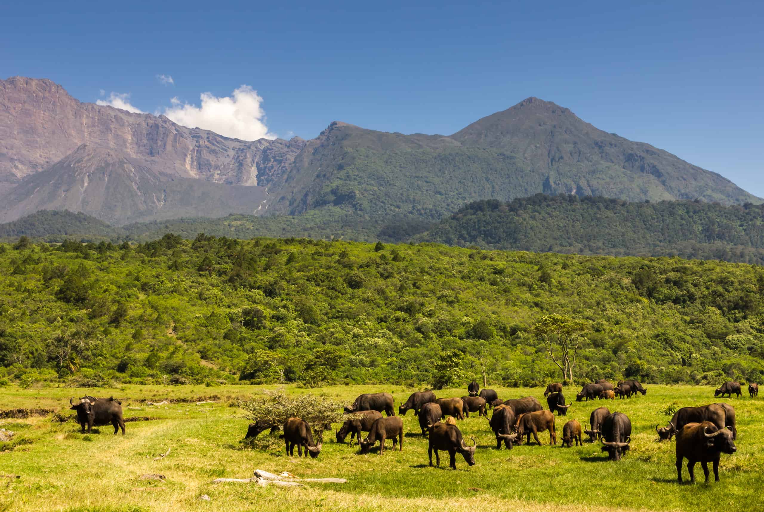 naipenda safaris arusha