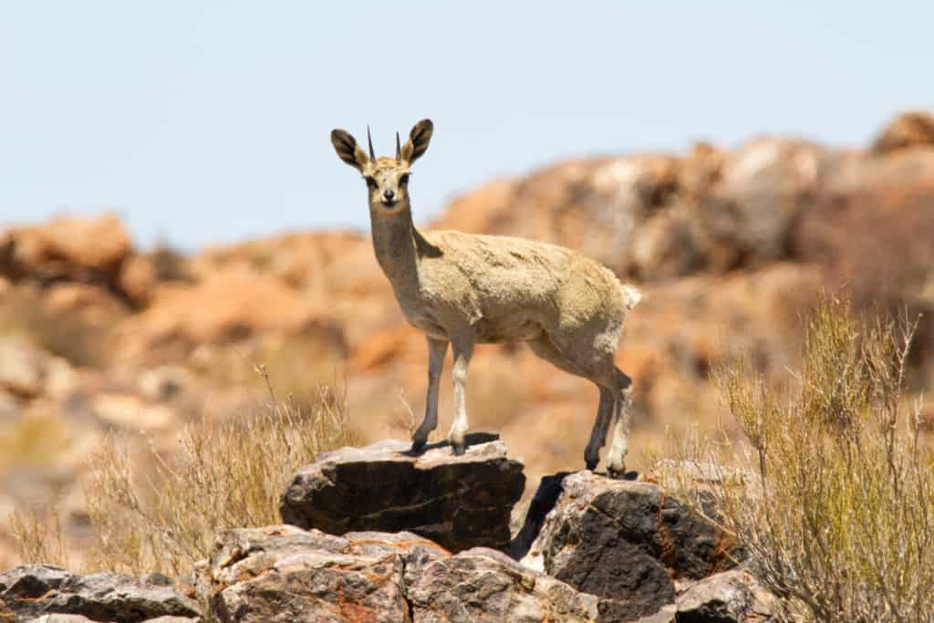 Klipspringer in Augrabies Falls National Park