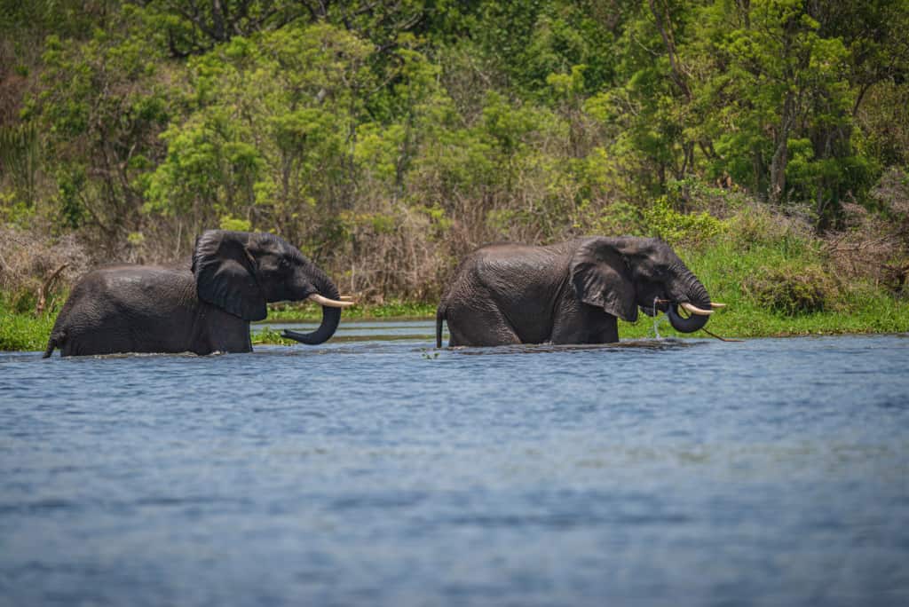 Ugandan elephants in the wild