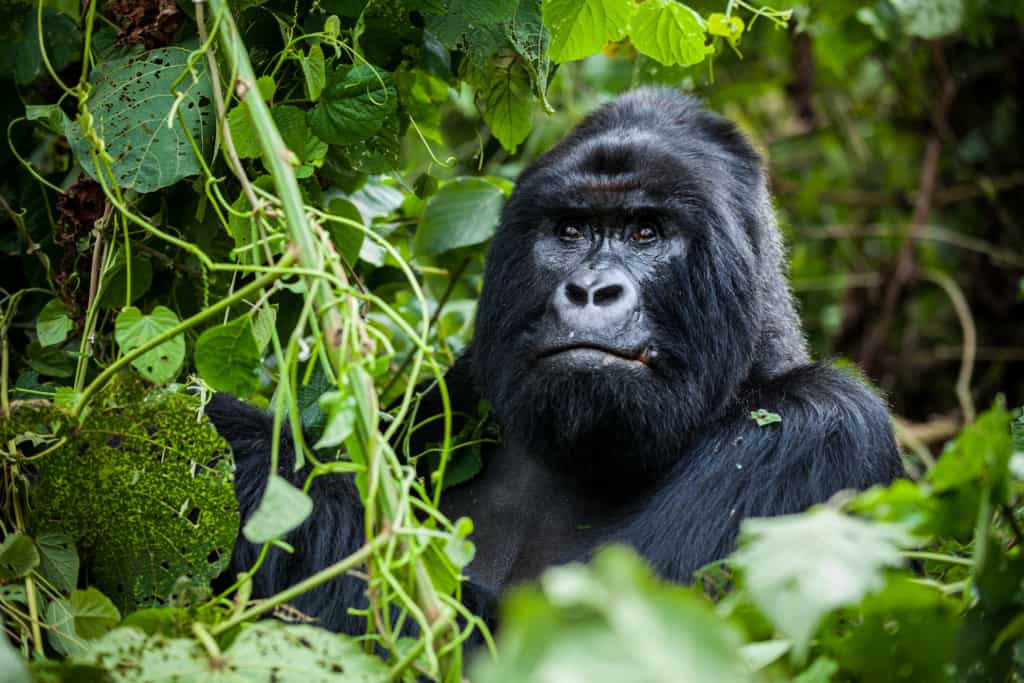 Silverback mountain gorilla in wilderness of Uganda