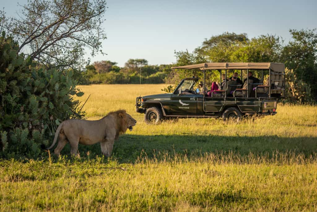 Male lion stands on grass near truck in Tanzania