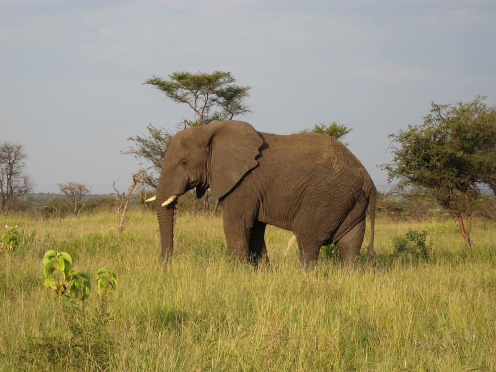 Phinda Game Reserve elephant