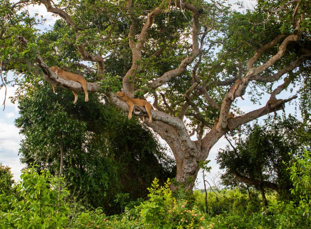 Lions in the trees in Queen Elizabeth National Park, Uganda