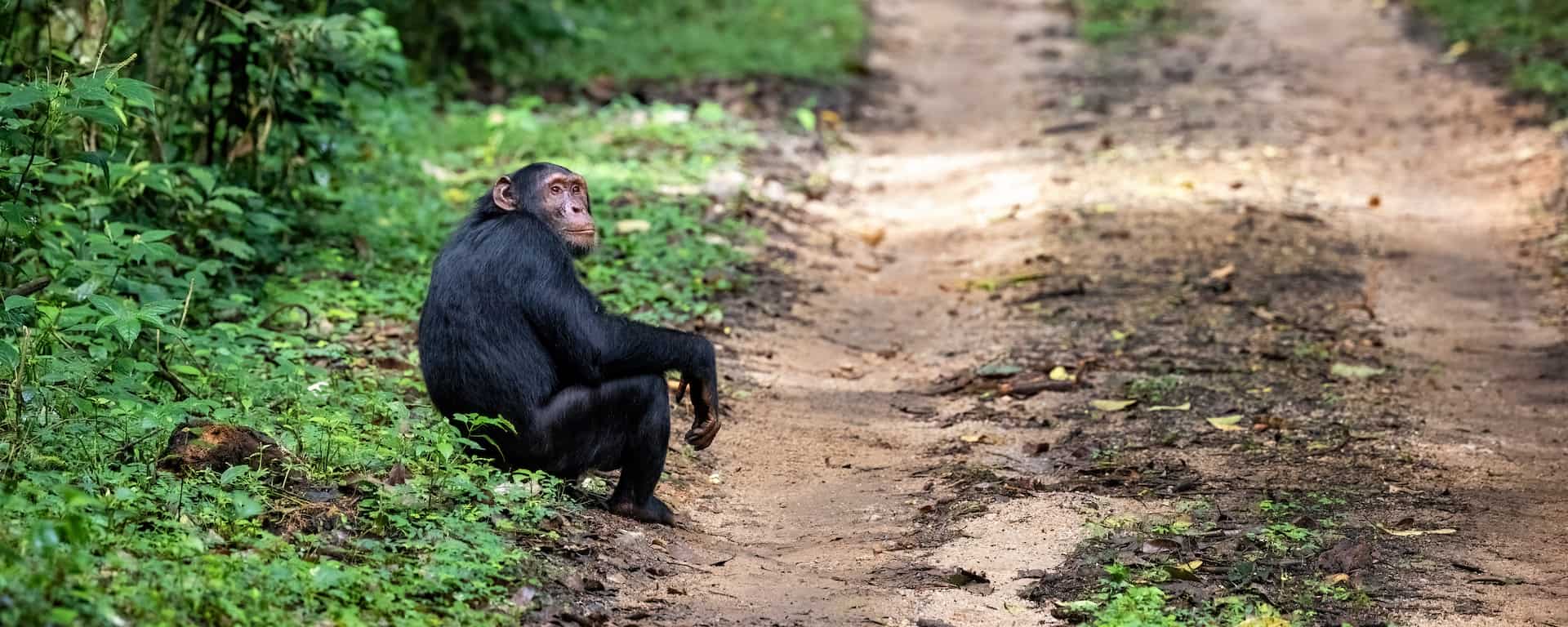 Best time to visit Uganda | Months, weather, prices [2025]