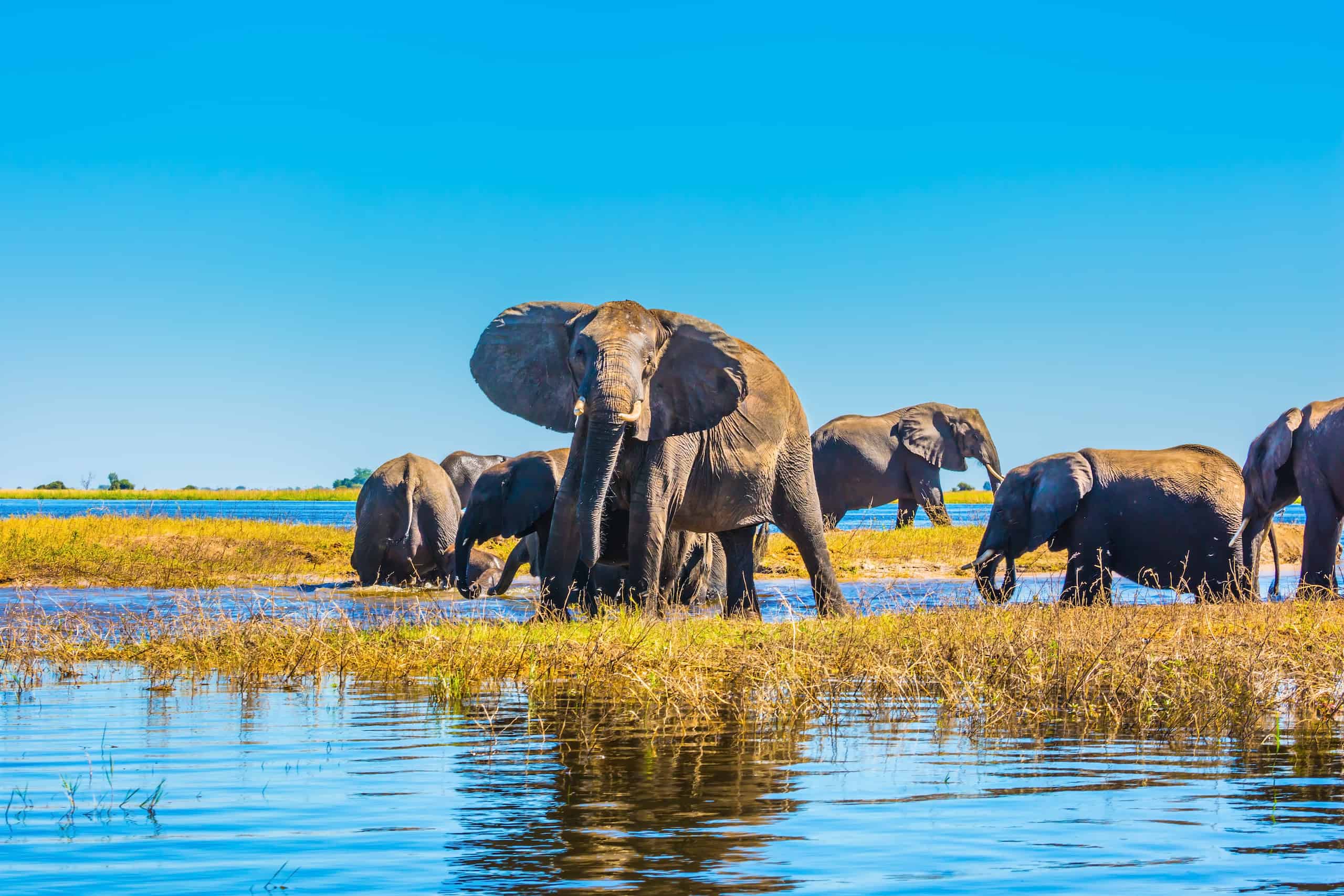 botswana safari animals