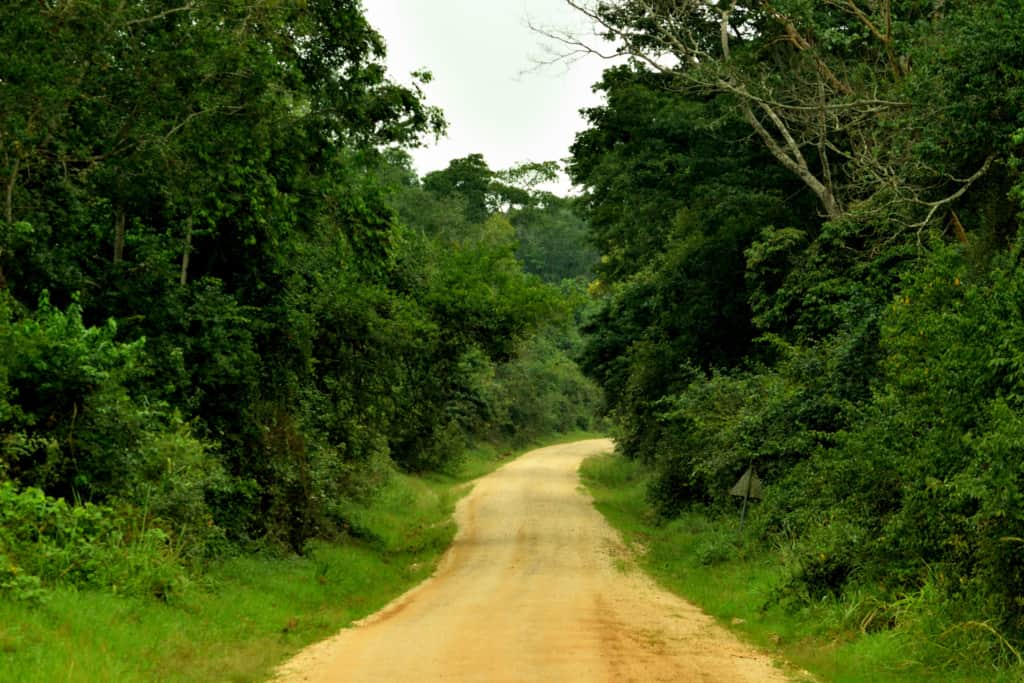 View of Budongo forest main street