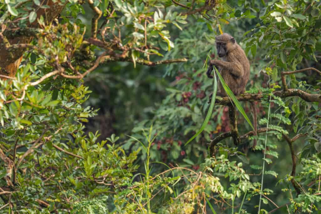 Budongo forest Olive Baboon on a branch