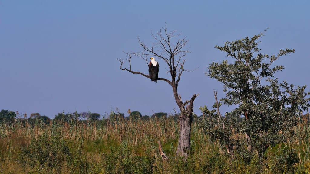 Bwabwata National Park African fish eagle