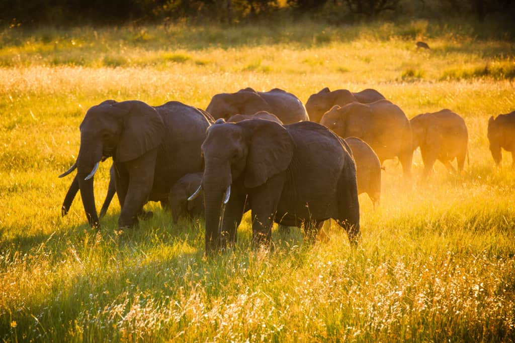 Bwabwata National Park elephants