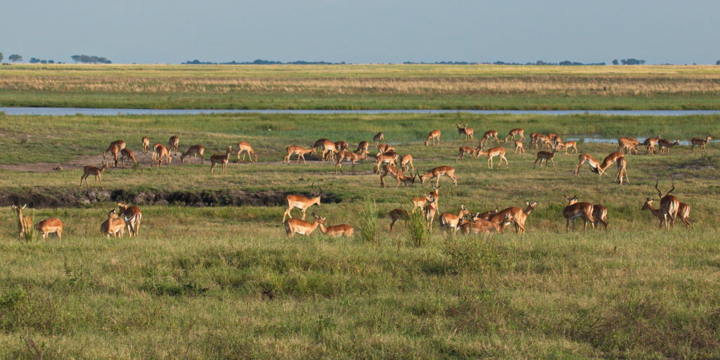 Bwabwata National Park impala