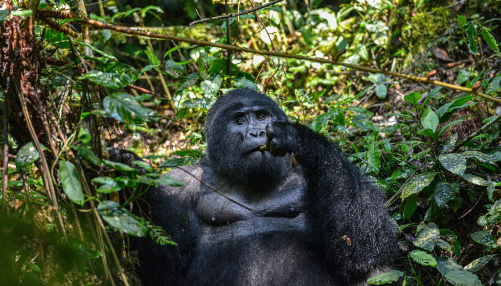 Bwindi Impenetrable NP gorilla