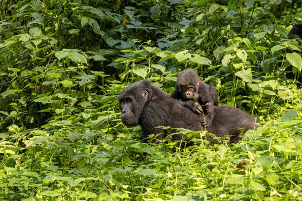 Bwindi Impenetrable forest gorilla female and her baby