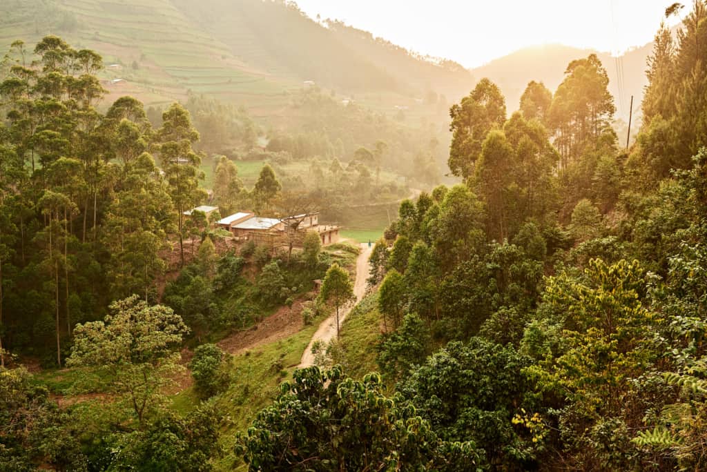 Bwindi Impenetrable National Park sunset