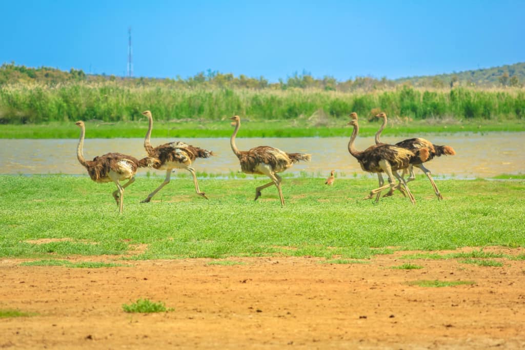 Camdeboo National Park ostriches on the run