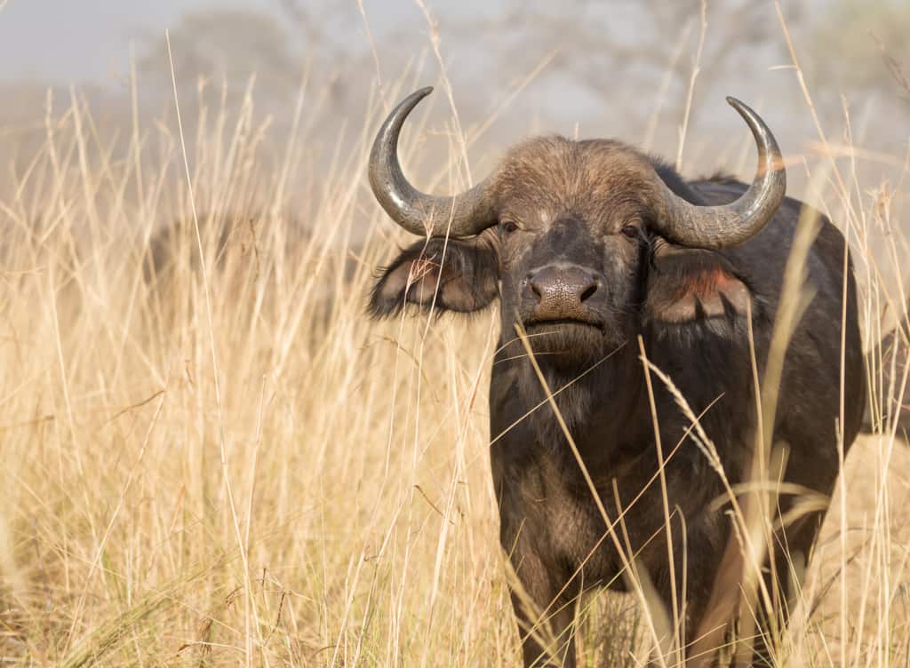 Caprivi Strip buffalo