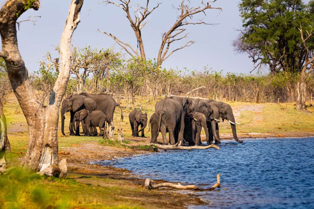 Caprivi Strip elephants