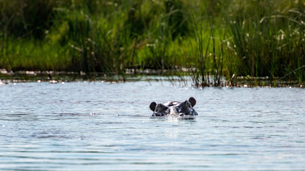 Caprivi Strip hippo