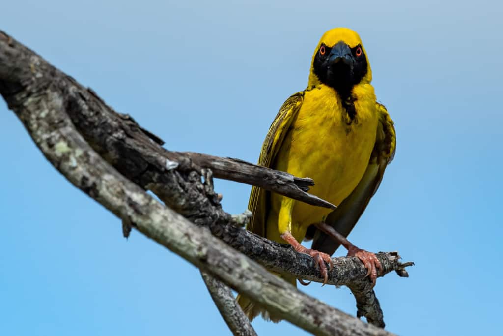 Dulini Private Game Reserve Village Weaver bird