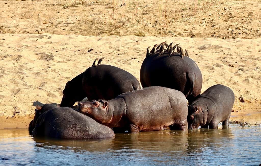 Dulini Private Game Reserve hippos in water