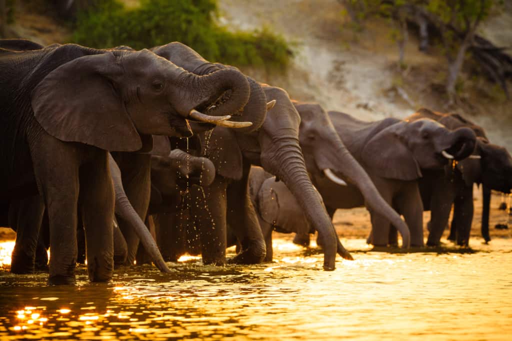 Elephants drinking water by the river in Chobe National Park, Botswana