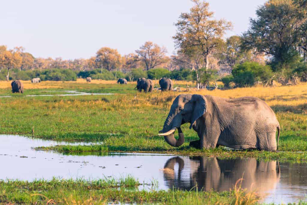 Okavango Delta elephants drinking water