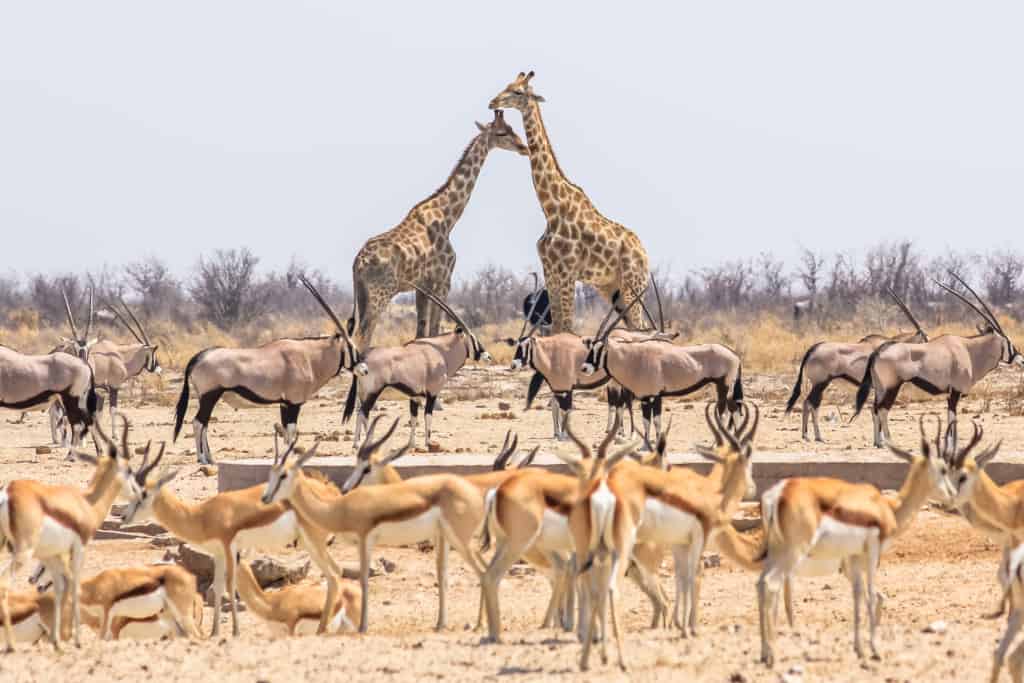 Etosha National Park giraffes and wildlife