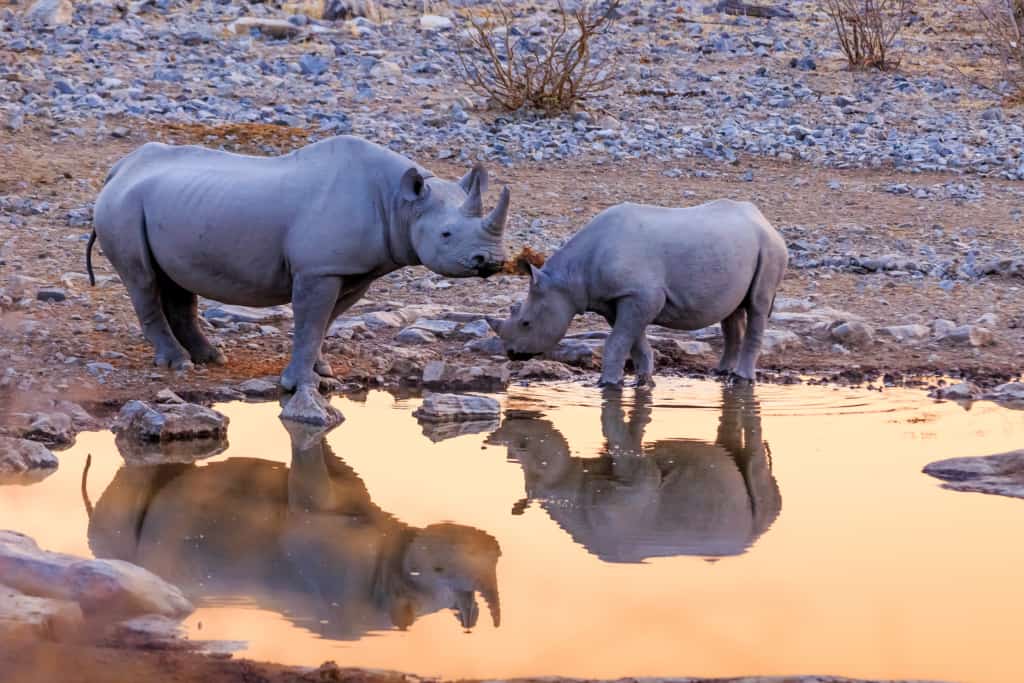 Etosha National Park rhinos