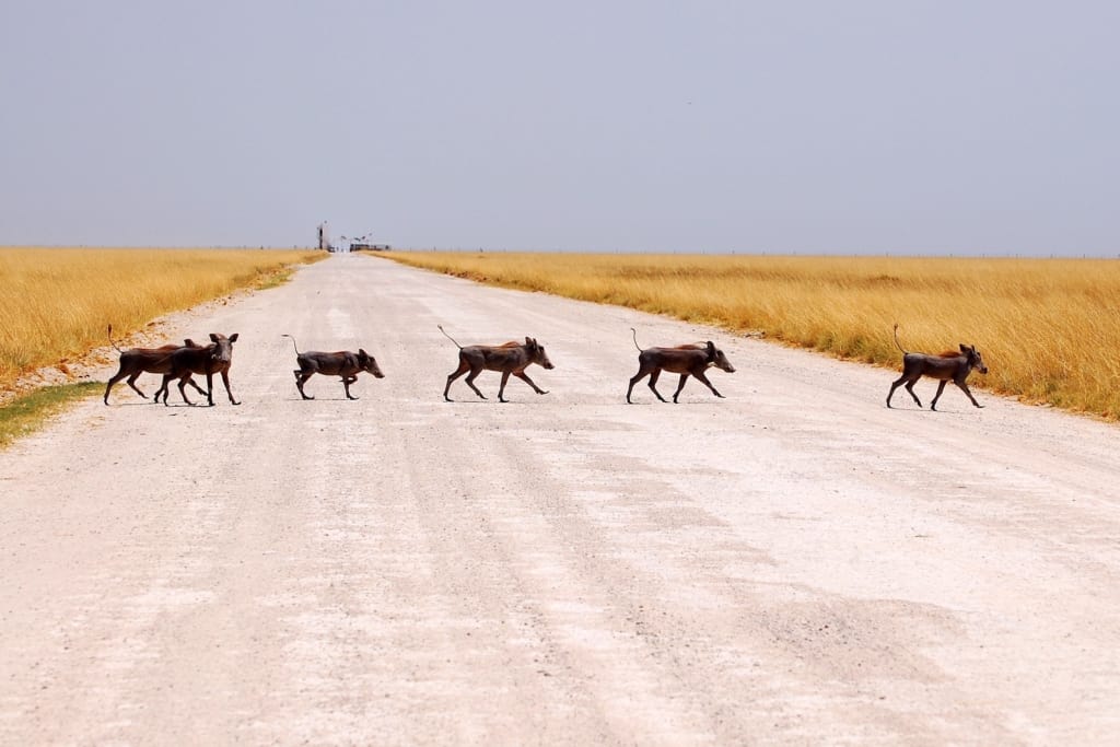 Etosha National Park warthogs