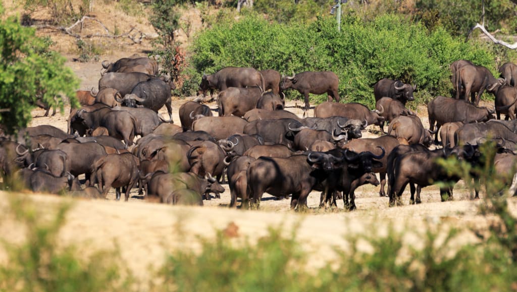 Idube Game Reserve buffalo herd