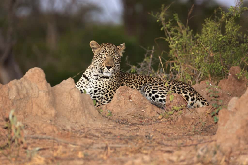 Idube Game Reserve leopard