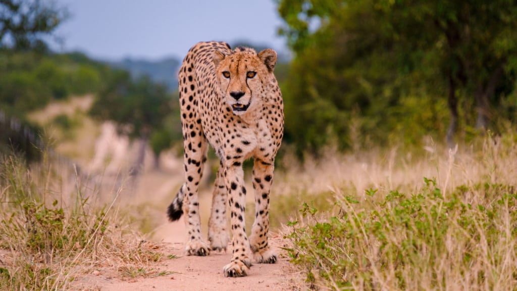 Inyati Private Game Reserve cheetah walking