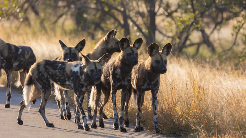 Inyati Private Game Reserve wild dogs on the road