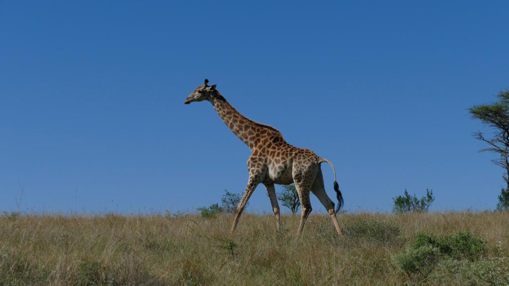 Ithala Game Reserve giraffe