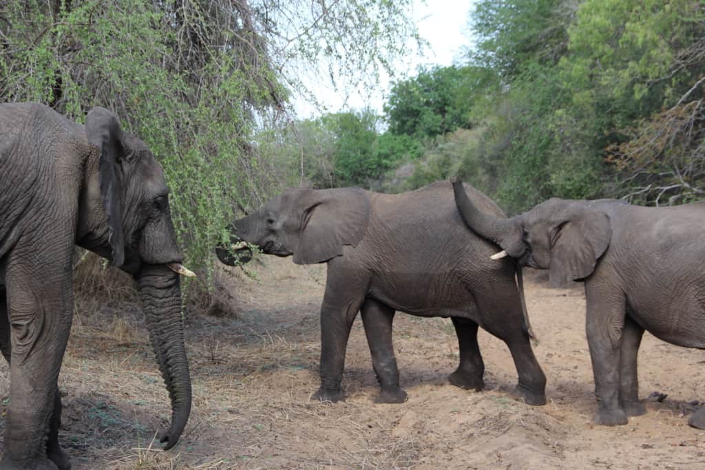 Three Kapama Game Reserve elephants