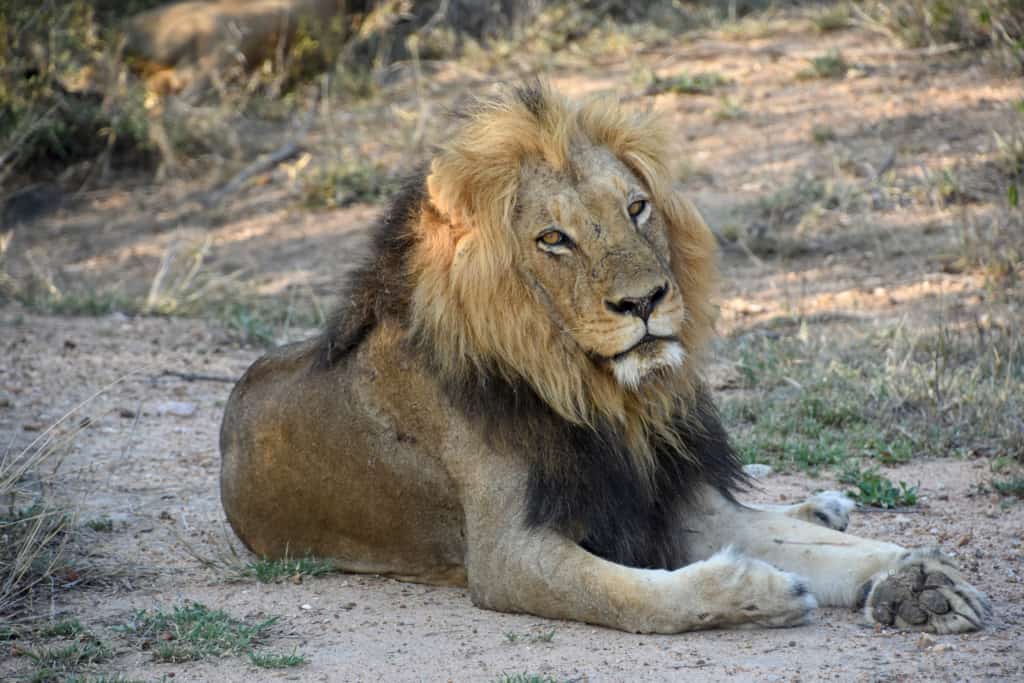 Kapama Private Game Reserve lion sprawled out