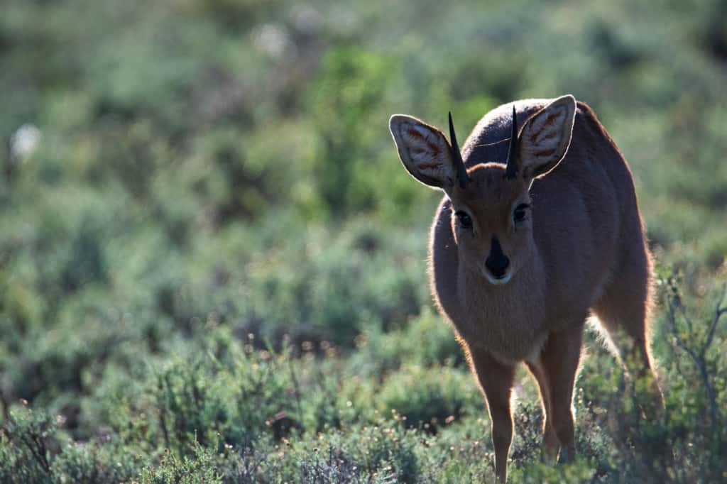 Steenbok ram (Raphicerus campestris) takes a break from early morning browsing in the Karoo National Park, Western Cape.