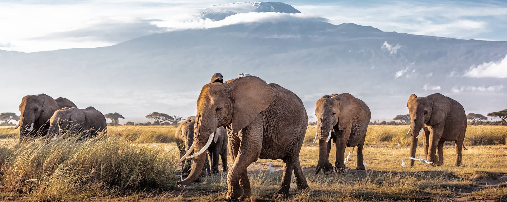 Best time to visit Kenya Months, weather, prices [2024]