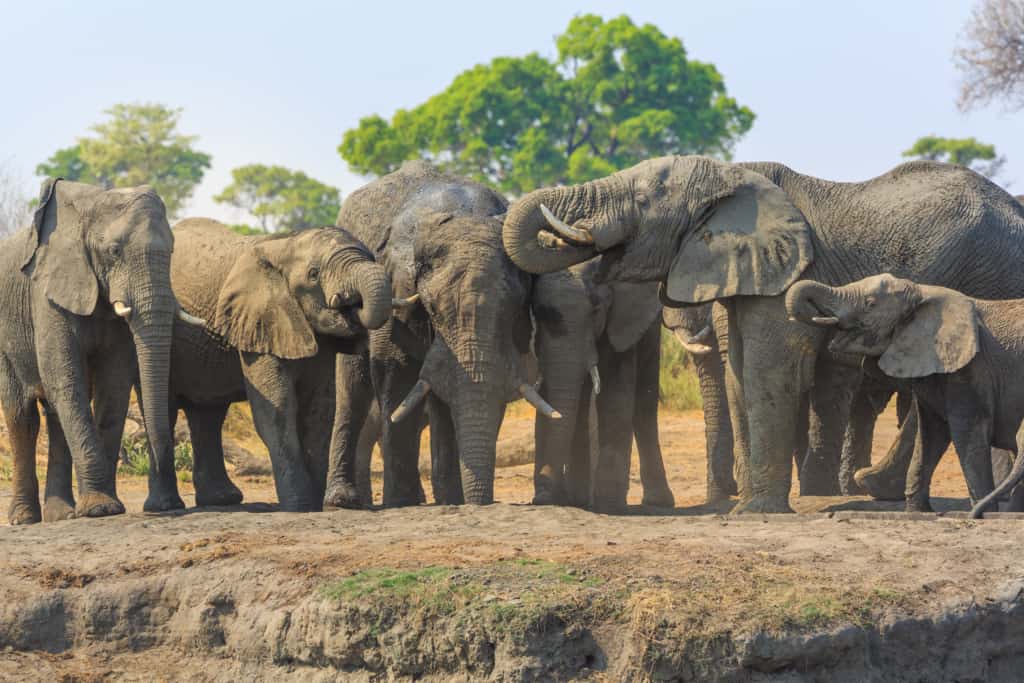 Khaudum National Park elephants