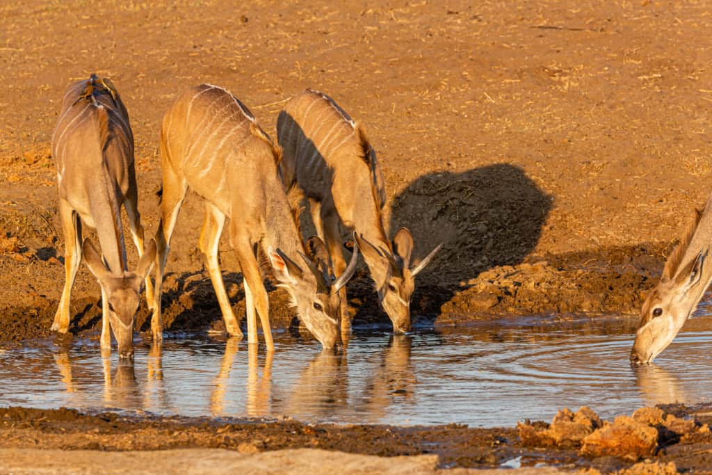 Khaudum National Park kudu antelope