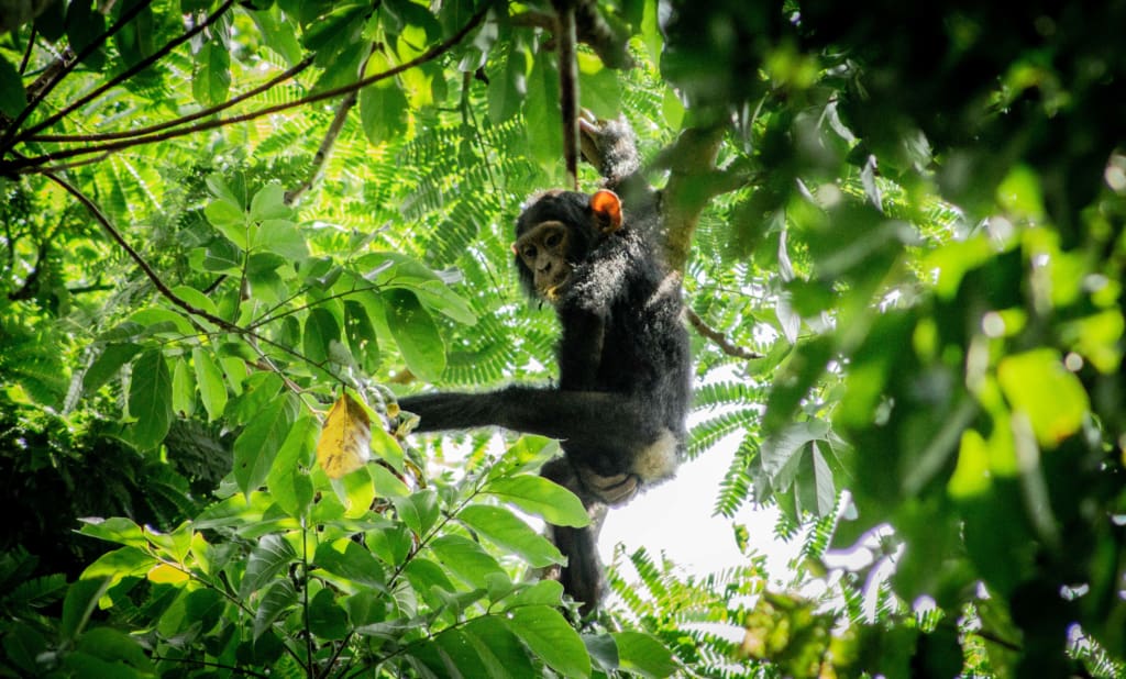 Kibale National Park Chimpanzee