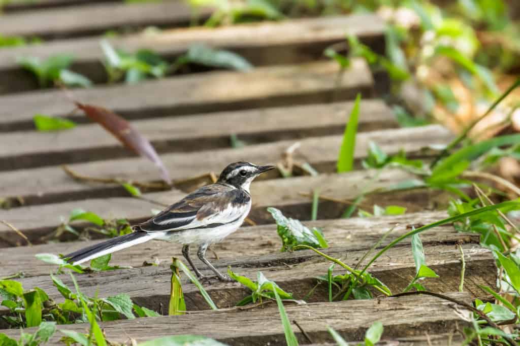 Kibale National Forest African pied wagtail bird