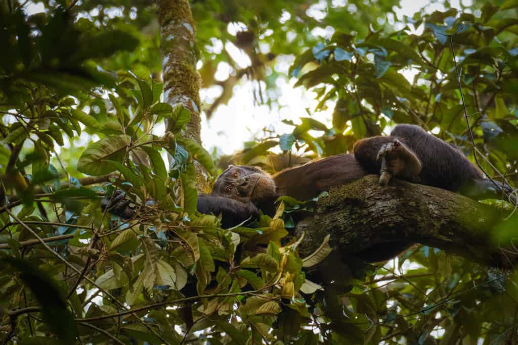 Kibale Forest National Park chimp