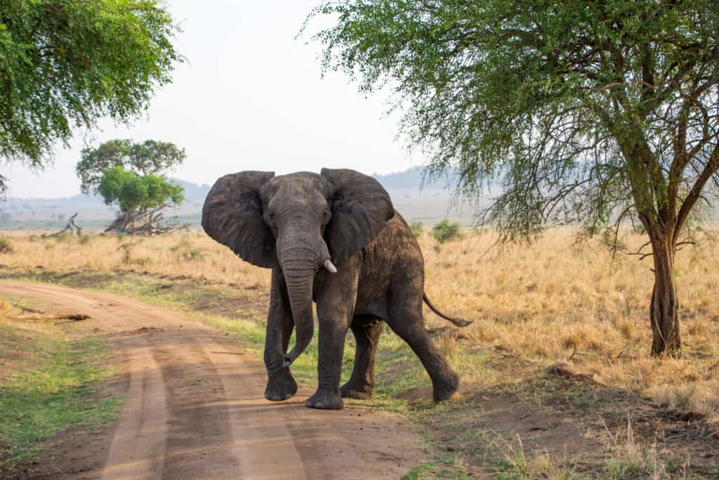 Kidepo valley elephant walks on a track