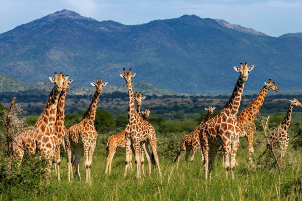 Kidepo Valley National Park giraffes in formation