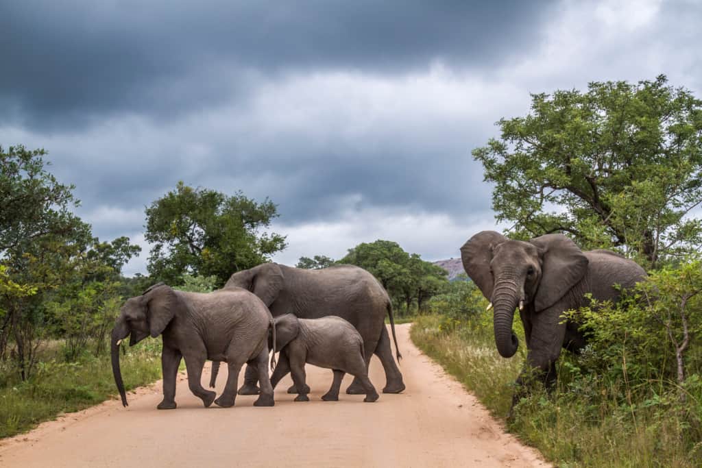 Kruger National Park elephants