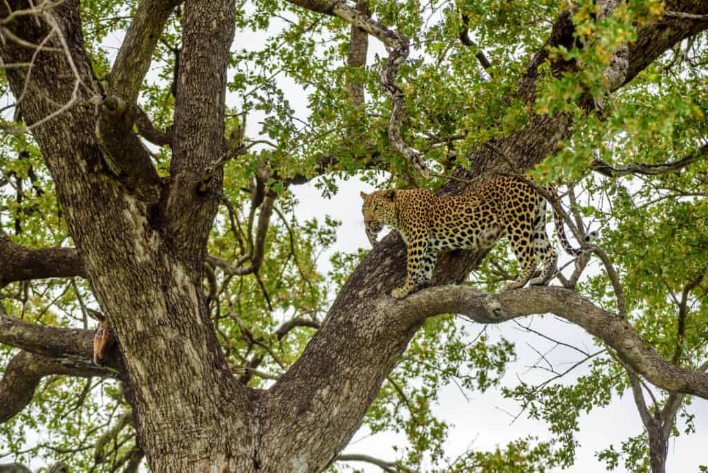 Kruger National Park leopard in tree