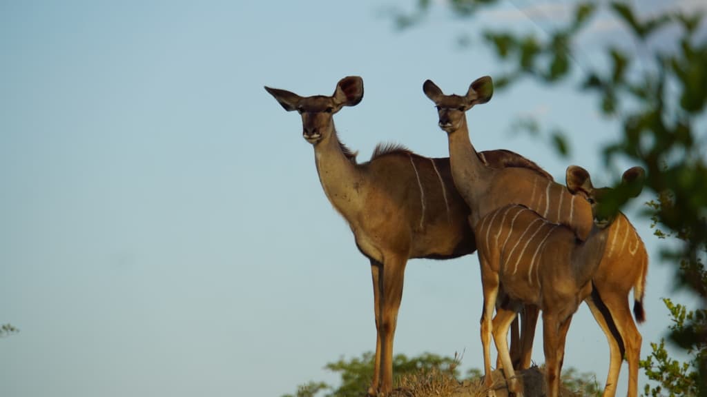 Kwandwe Private Game Reserve antelop