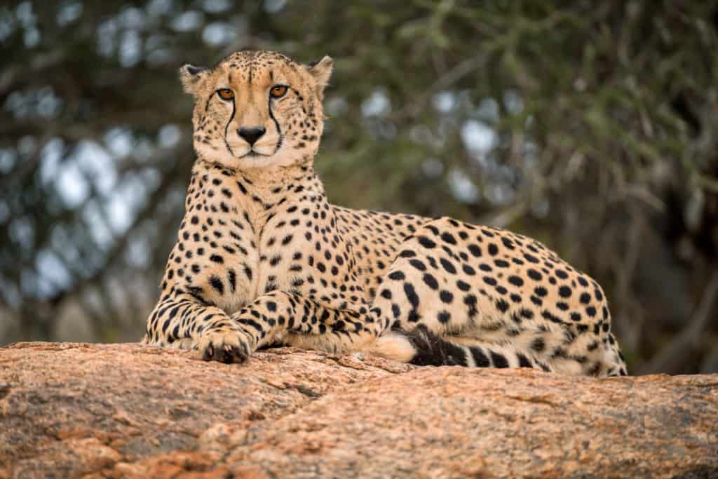 A close up photograph of a single cheetah lying on a rock and looking towards the camera, with a green tree as the background, taken in the Madikwe Game Reserve, South Africa.