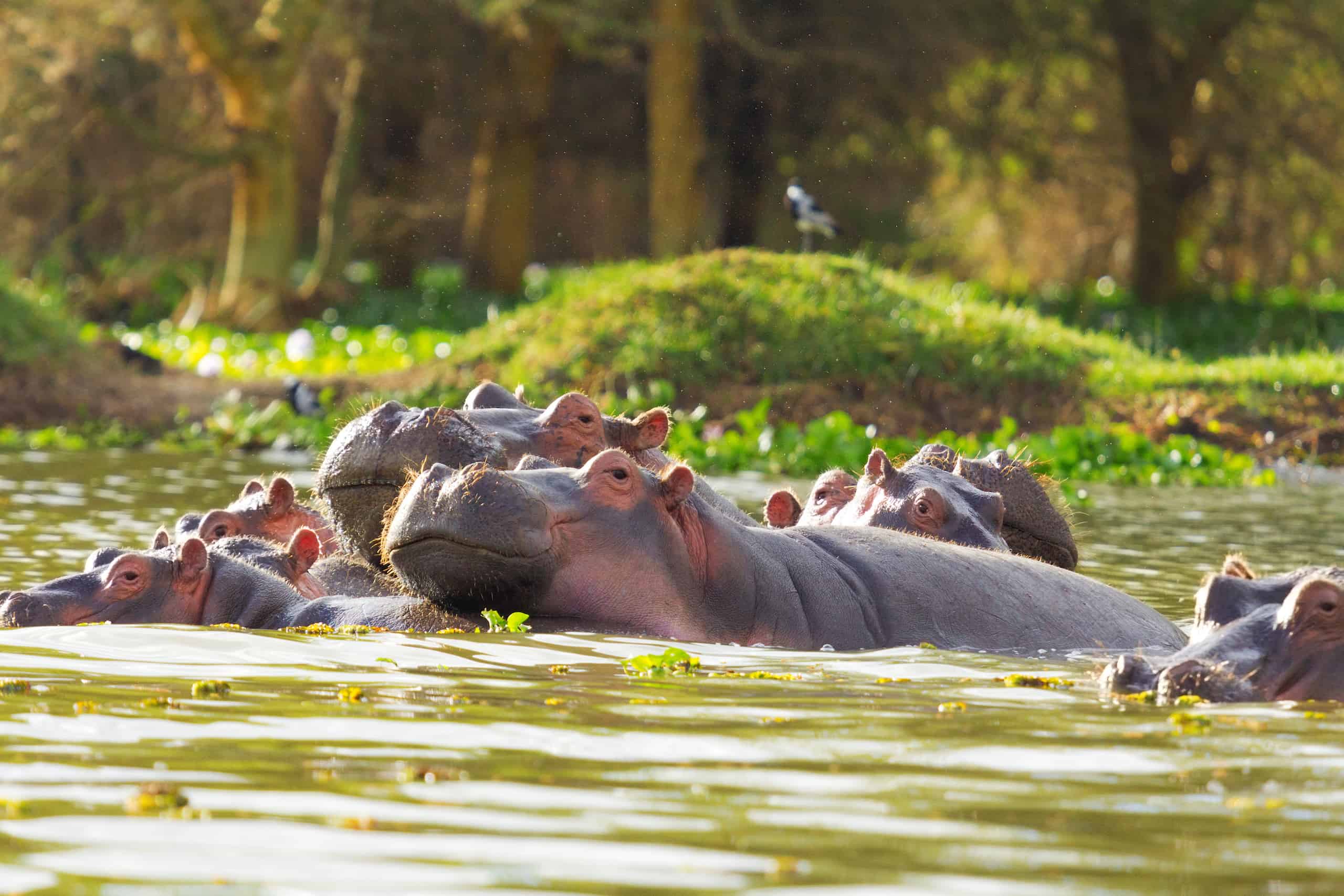 Lake Naivasha National Park | Guide, Prices, Weather [2025]