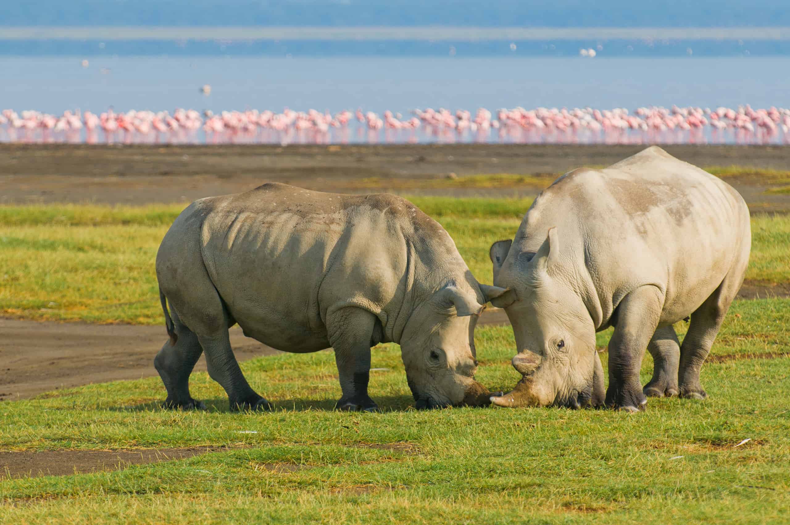 lake nakuru national park safari